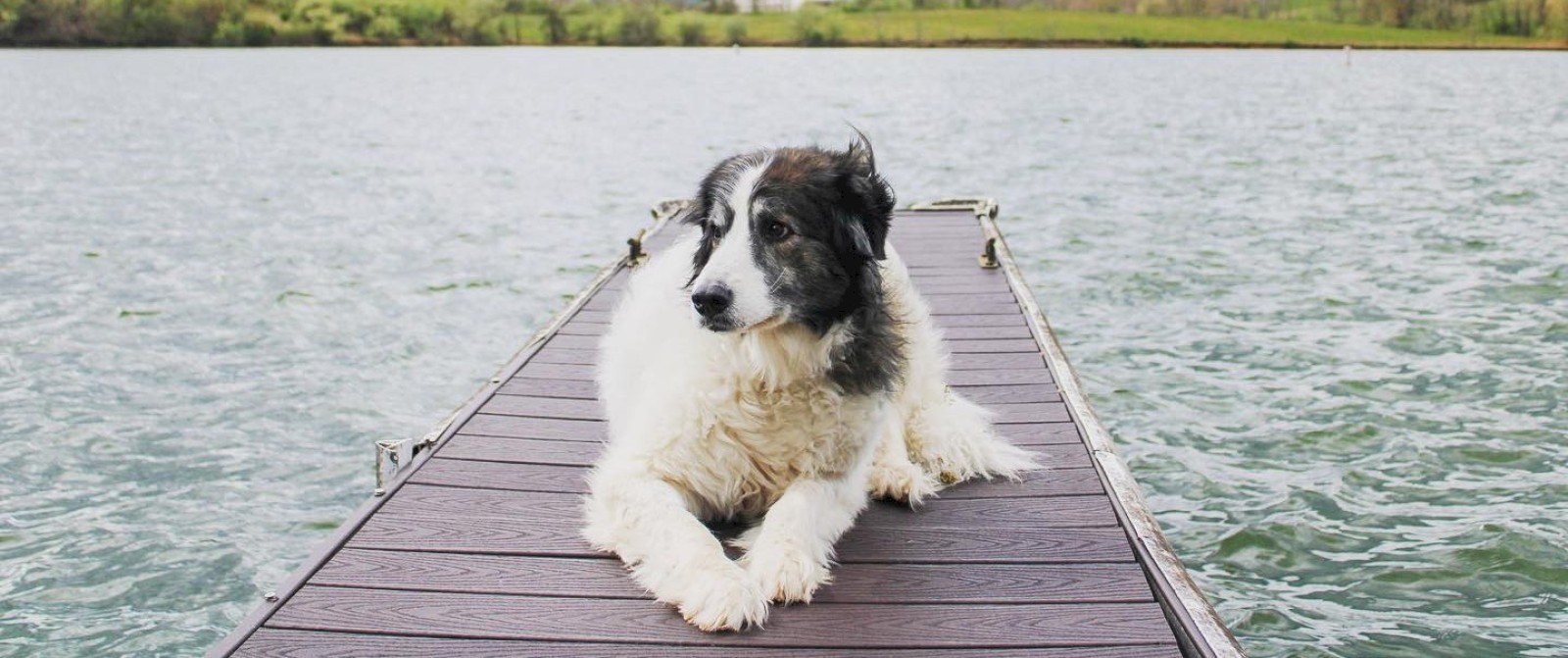 A dog is lying on a dock extending over a body of water, surrounded by a scenic landscape of trees and hills under a cloudy sky.