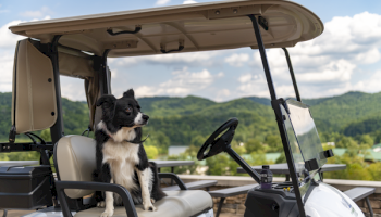 A black and white dog sits in a golf cart seat under the open canopy, with mountains and blue sky in the background, looking content.
