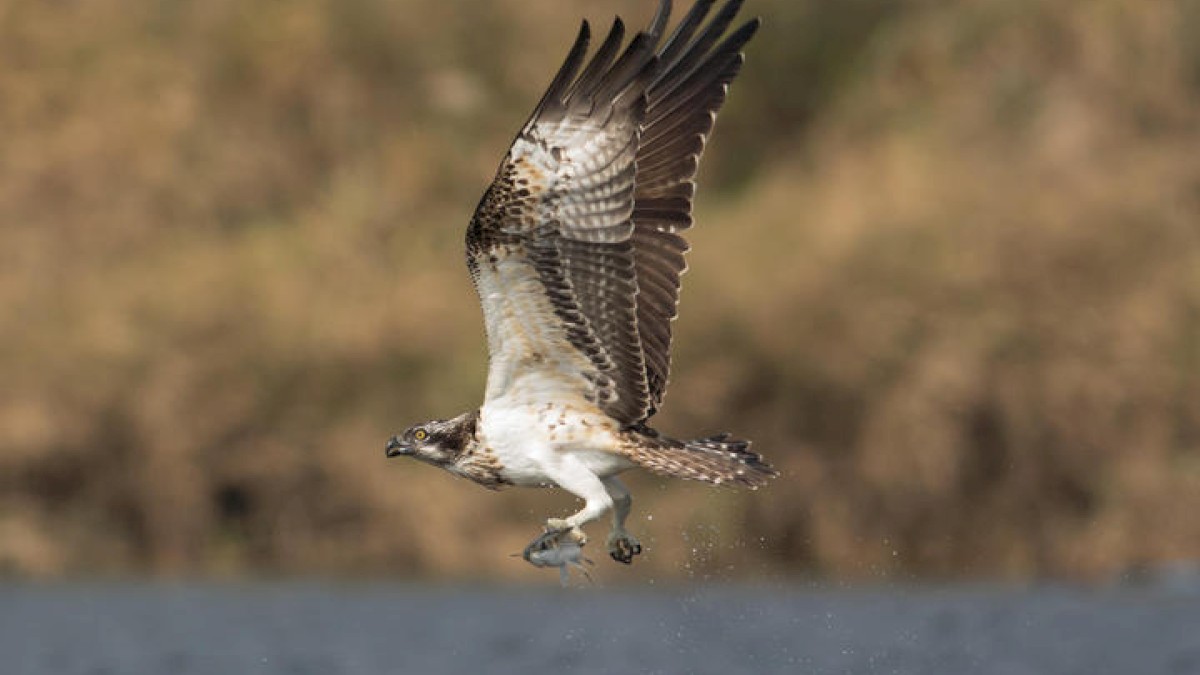 An osprey is captured mid-flight above water, holding a fish in its talons, with a blurred background of natural habitat.