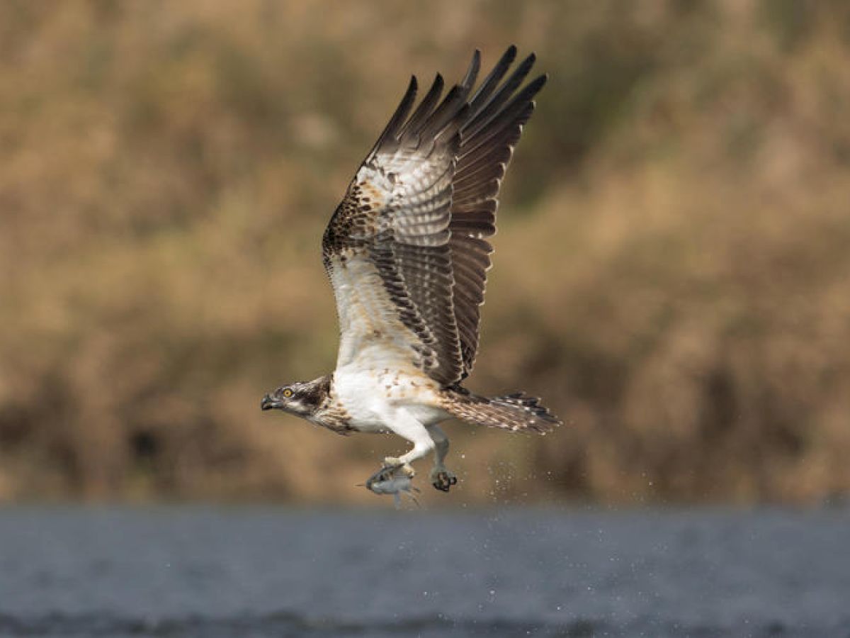 An osprey is captured mid-flight above water, holding a fish in its talons, with a blurred background of natural habitat.