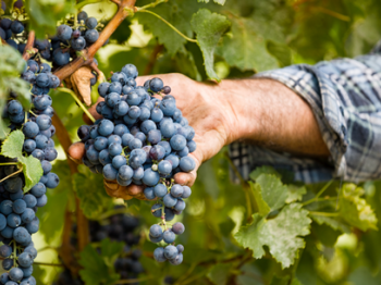 A person in a checkered shirt is harvesting a bunch of ripe, dark grapes from a vineyard, surrounded by green leaves.