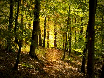 A sunlit forest path surrounded by tall trees with green and yellow leaves, casting dappled shadows on the ground.