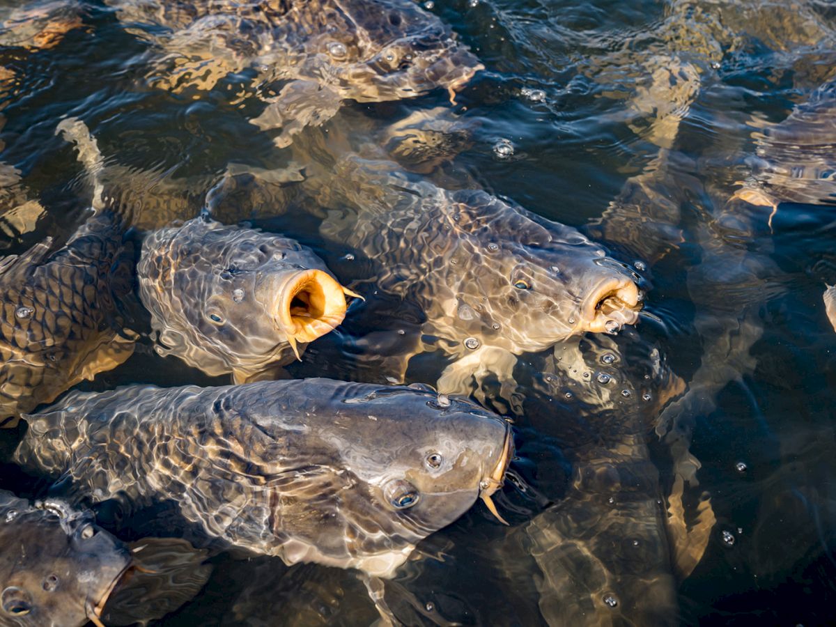 A group of fish, possibly carp, are swimming at the surface of the water, some with their mouths open as if waiting for food.
