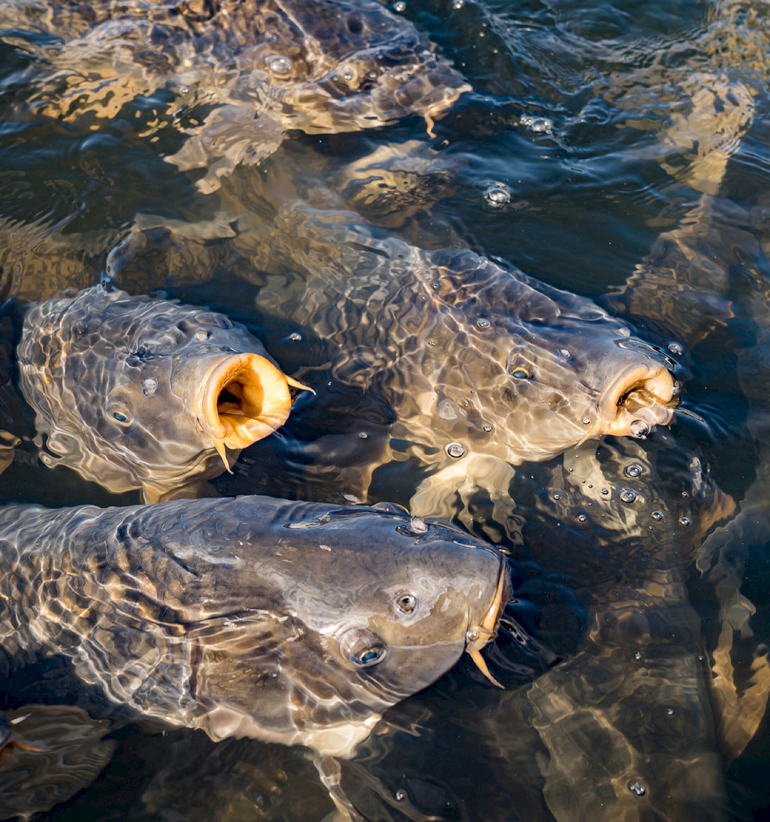 A group of fish, possibly carp, are swimming at the surface of the water, some with their mouths open as if waiting for food.