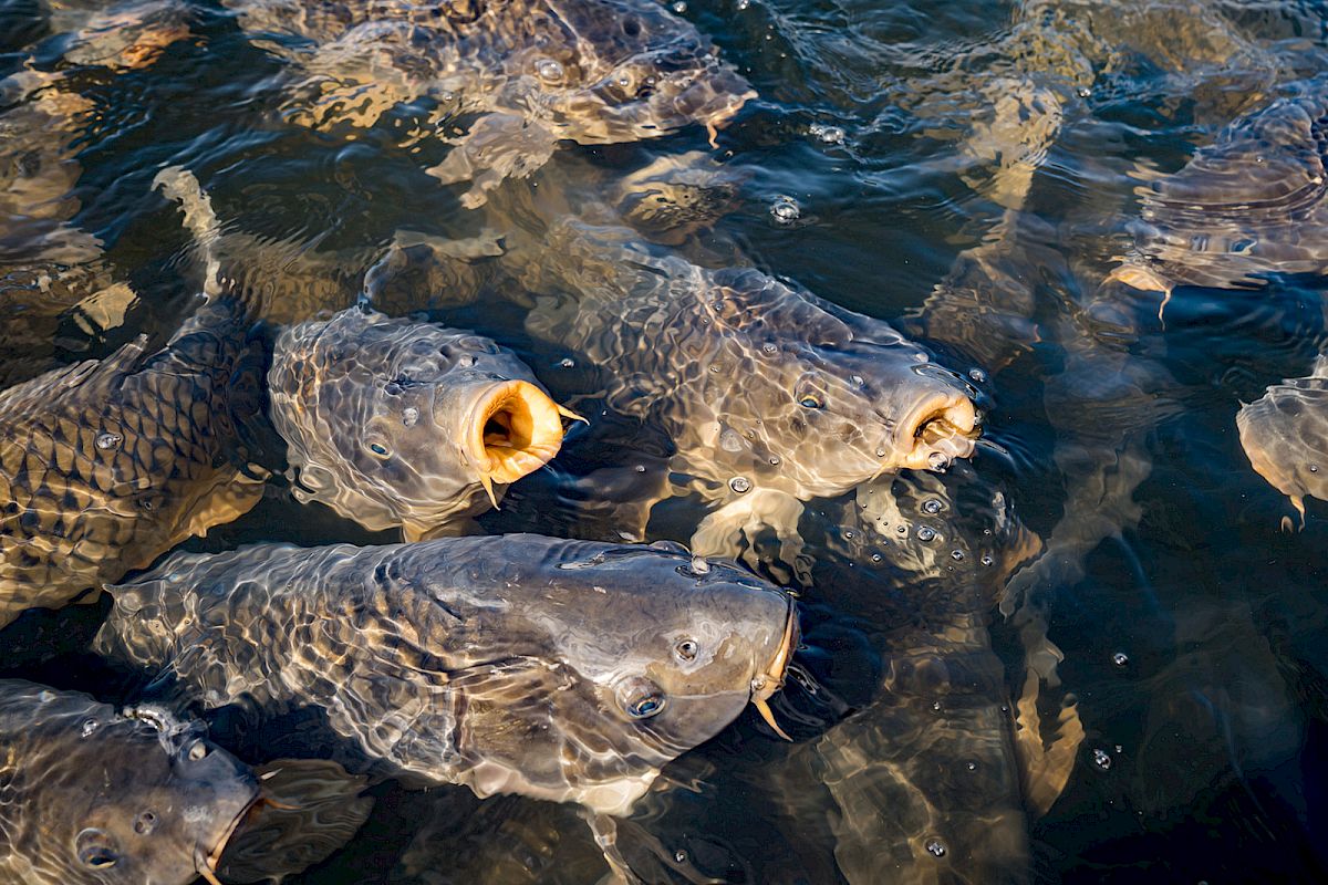 The image shows a group of fish, likely carp, swimming near the water's surface, with some mouths open.