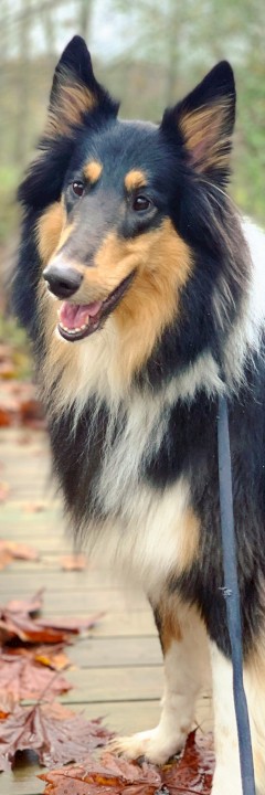 A happy Shetland Sheepdog standing on a wooden bridge surrounded by autumn leaves in a forest setting.