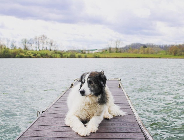 A dog is lying on a wooden dock extending over a calm lake on a cloudy day.
