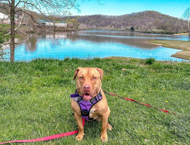 A cute dog with a purple harness sits on green grass near a lake, surrounded by trees and hills under a clear blue sky.
