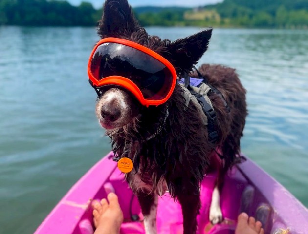 A dog wearing goggles and a life jacket stands on a pink paddleboard on a lake with a scenic green landscape in the background.