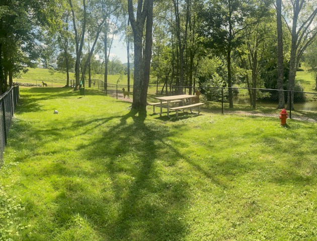 A fenced animal enclosure with trees, a picnic table, and several animals like dogs or wolves in the background on a sunny day.