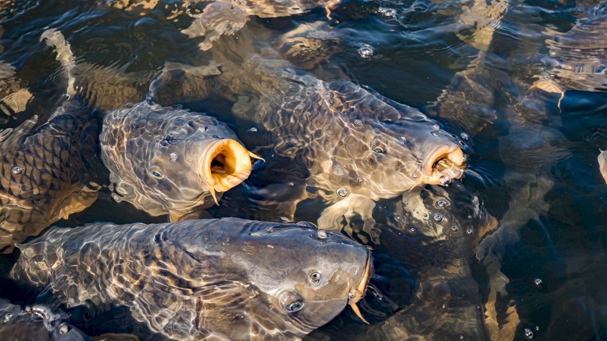 The image shows several fish swimming close to the water's surface, with some of them opening their mouths as if seeking food.