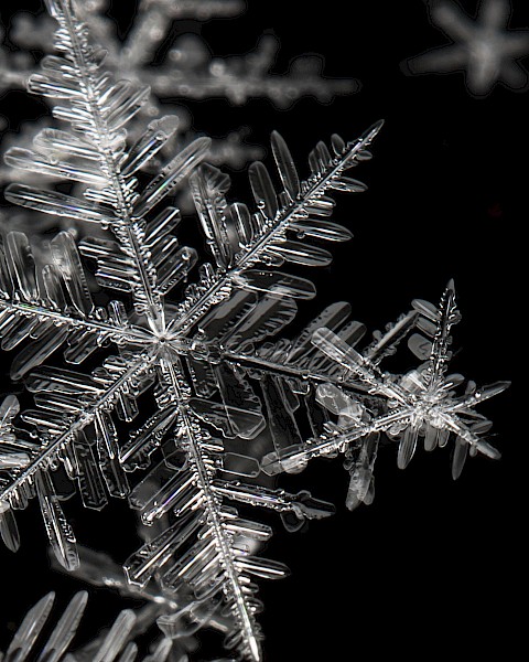 The image shows a close-up of intricate, crystalline snowflakes on a dark background, highlighting their unique patterns.