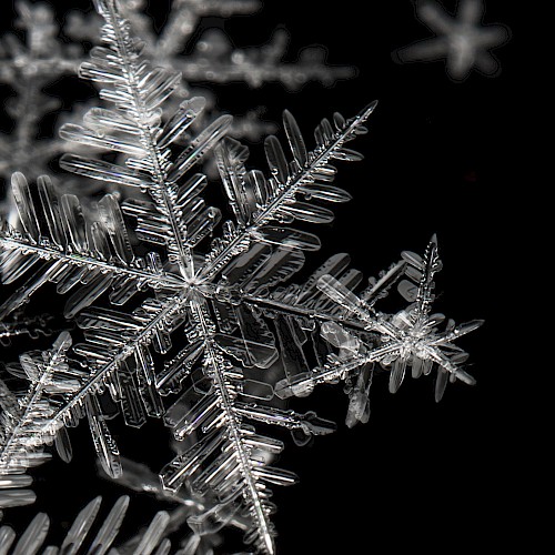 The image shows a close-up of intricate, crystalline snowflakes on a dark background, highlighting their unique patterns.