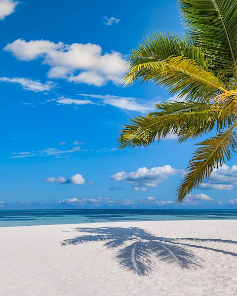 A serene beach scene with a palm tree casting a shadow on white sand under a bright blue sky with scattered clouds.